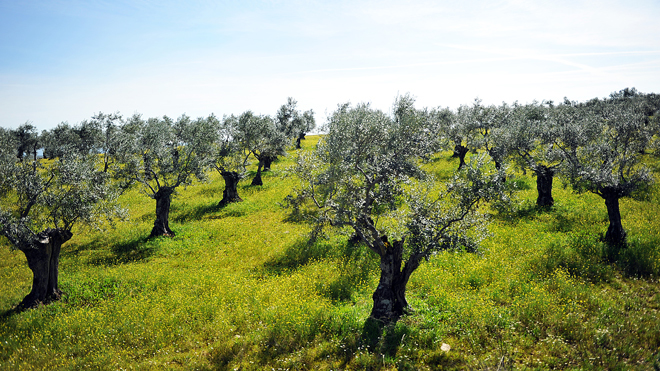 oliva-field