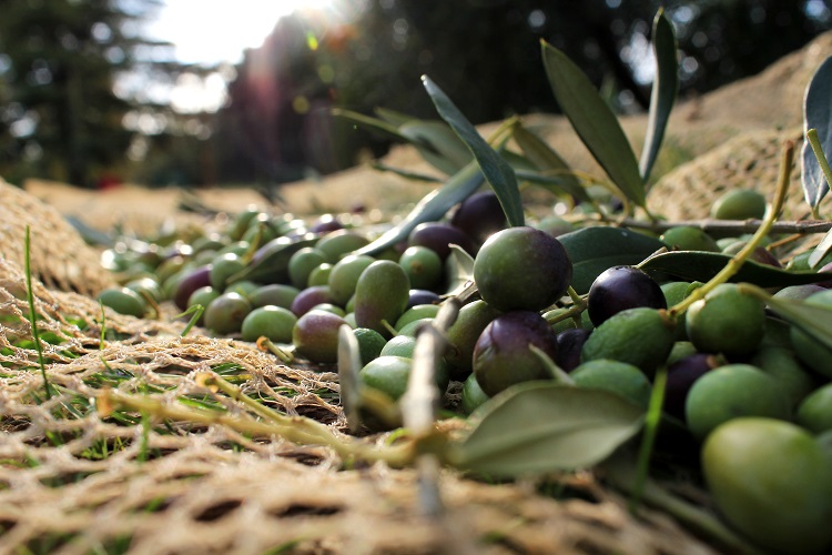 olive-harvest