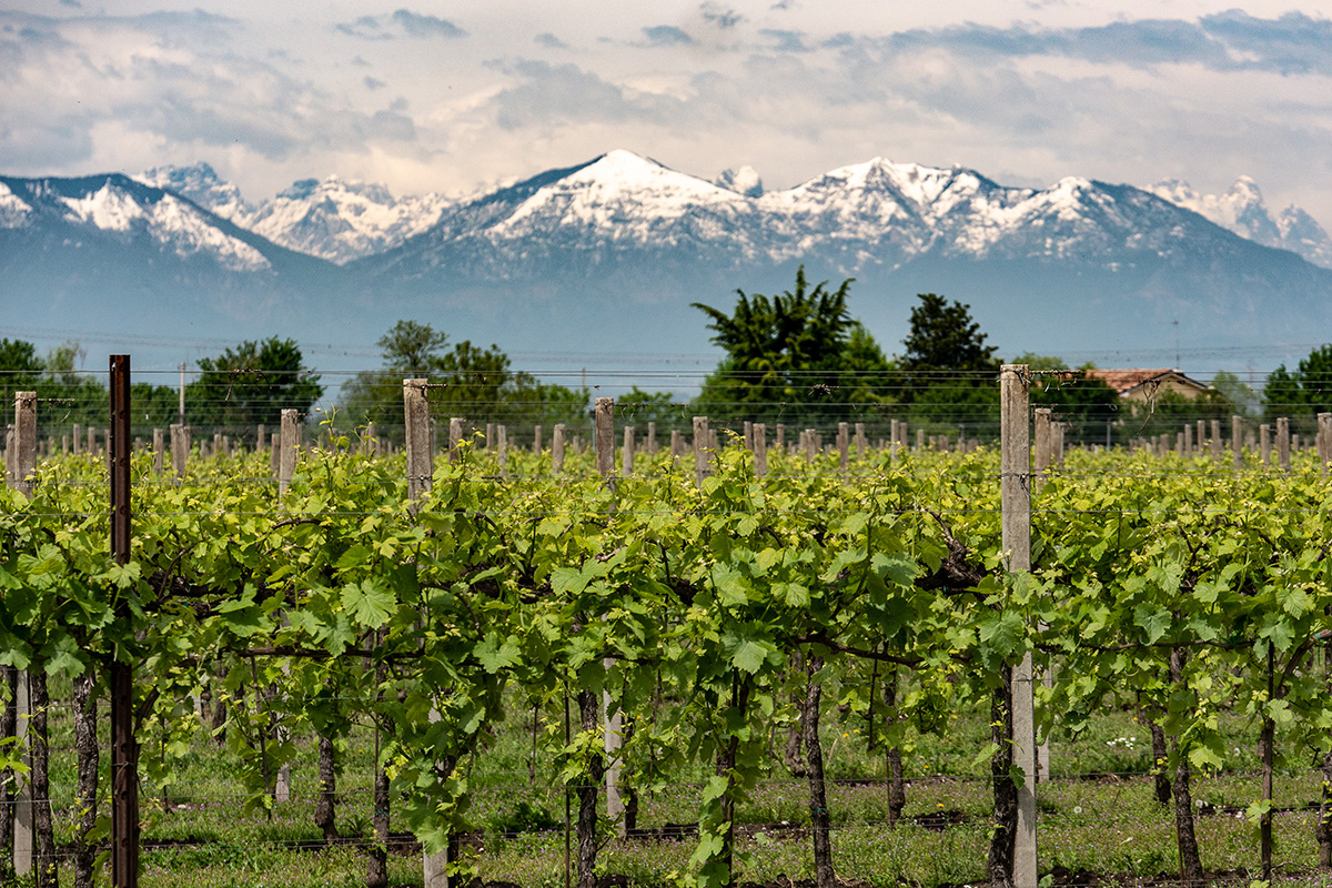 wine-yard-terre-dei-buth